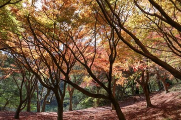 伊豆 一碧湖の秋。大池紅葉広場。	