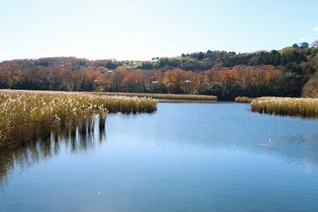 秋の一碧湖、葦が生える沼池。