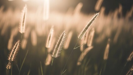 Golden sunbeams illuminate soft feathery grass stalks in a peaceful meadow at dawn.
