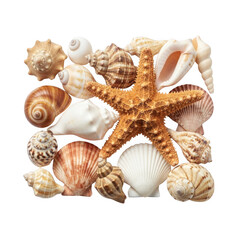 Obraz premium Collection of seashells and starfish