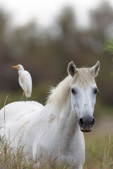 Camargue horse with a cattle egret on the back in the Camargue, France.