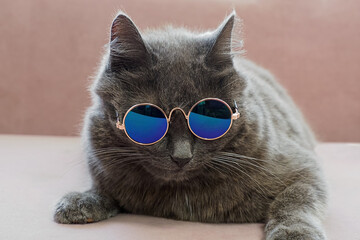 A thoroughbred cat. Portrait of a cute cat wearing sunglasses.