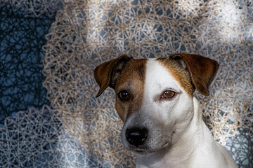 Jack Russell is a terrier. Portrait of a funny purebred dog in the rays of the sun. Pets.