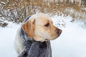 Dog. A Labrador retriever. Funny purebred dog in a scarf. Pets