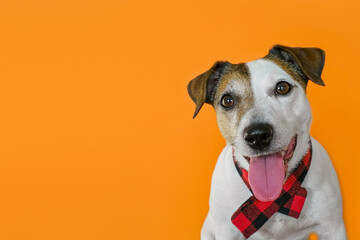 A Jack Russell Terrier dog. A cute and funny dog on an orange background. The year of the dog.