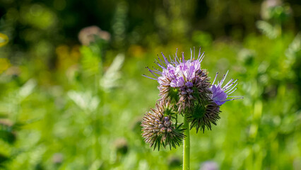 Phacelia. A flower. The purple flower of the Aquarius family. A wild flowering plant.