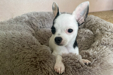 Chihuahua. A black and white puppy lying on a soft pillow. Pets. The Year of the Dog.