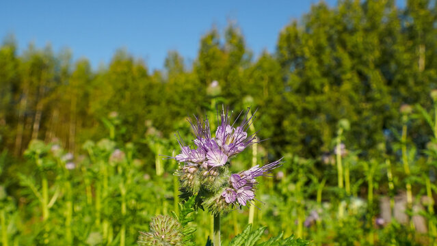 Phacelia. A purple flower. A flowering plant. Nature.
