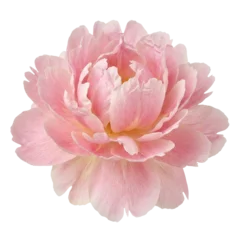 Fotobehang Pioenrozen Beautiful light pink peony flower bloom isolated  © BTG