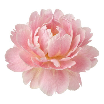 Beautiful light pink peony flower bloom isolated