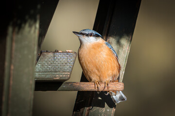 Kleiber an der Futterstelle