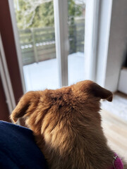 Small brown puppy resting in a person&rsquo;s arms indoors and looking out a window, representing everyday pet care and preparation for walking a young dog.