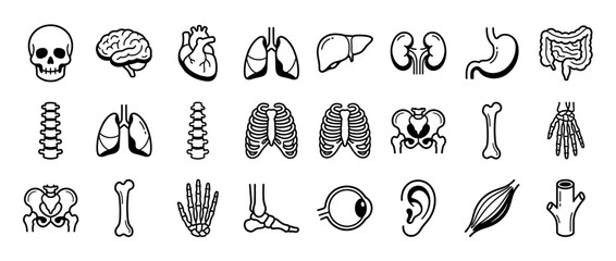 A collection of black and white illustrations of human anatomy.