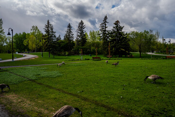 Canada geese grazing on grass in a city park