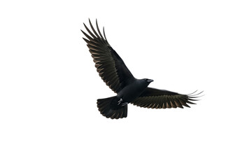 Fototapeta premium Black raven or crow flying with wings extended, isolated on transparent background