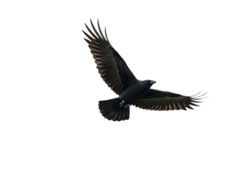 Black raven or crow flying with wings extended, isolated on transparent background