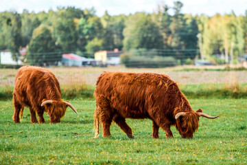Brown cow with horns in wide rural pasture