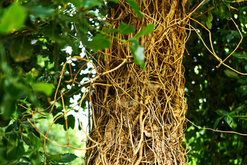 Thick climbing vines spreading over tree bark