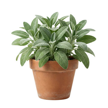 Fresh common sage herb in terracotta clay pot