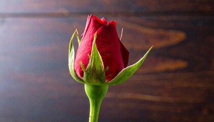 Close-up of a red rose bud against a blurred background.