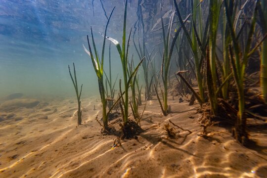 bur-reed, bulrush marsh plant in shallow freshwater river Uzh, Uzhhorod, low visibility fast flow murky water, organic particle silt sediment pebble substrate, aquascape underwater, surface reflection