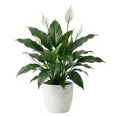 Lush peace lily plant in white ceramic pot