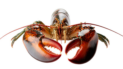 Lobster with claws open facing forward aggressively