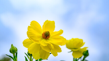 黄色のラナンキュラスの花のアップ