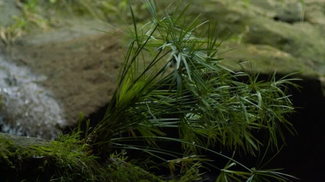4K macro of green umbrella papyrus plant growing on mossy river rocks in a serene forest setting.