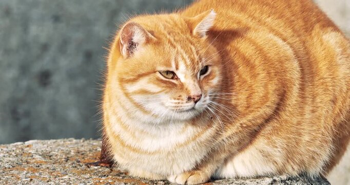 red tabby cat on dolos block