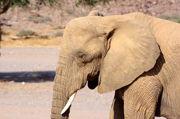 Obraz premium Éléphants en Namibie