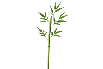 Obraz premium Bamboo stalk with leaves on a transparent background, vector graphic