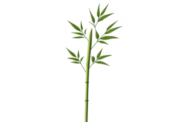 Bamboo stalk with leaves on a transparent background, vector graphic