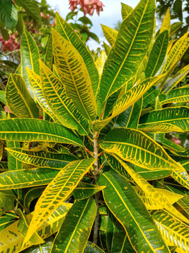 Croton plant with elongated yellow-green leaves and bold vein patterns, grown outdoors in tropical landscaping.