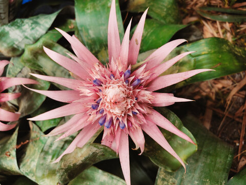 Aechmea fasciata or pokok pasu perak or urn plant.with pink and blue flowers, suitable for Malaysian interior decoration.