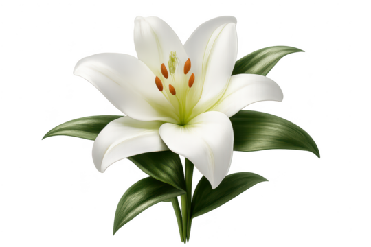 Elegant white lily flower on a transparent background presentation. - Powered by Adobe