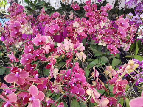 Orkid rama-rama or orchid Phalaenopsis with dense magenta flowers, used in Malaysian flower arrangements and gardens.