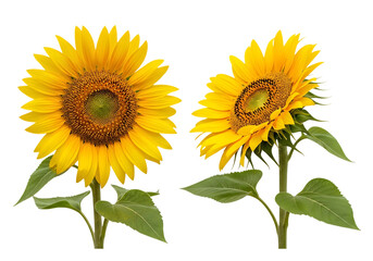Two vibrant sunflowers facing front and side view with green leaves and stems, isolated on transparent background © MDSAJIB