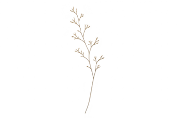 Delicate brown leaf branch detail isolated with transparent background