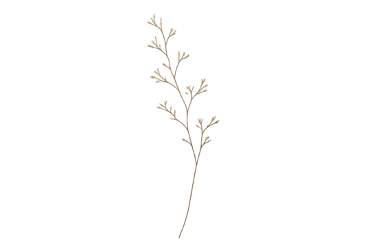 Delicate brown leaf branch detail isolated with transparent background - Powered by Adobe