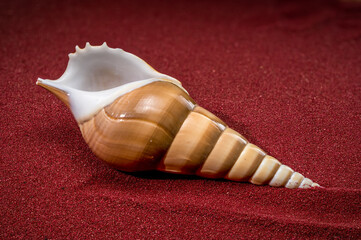 Polished Tibia Fusus Shell Resting on Textured Red Sand