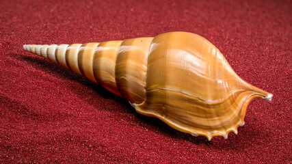 Polished Tibia Fusus Shell Resting on Textured Red Sand