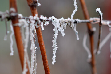 frozen grapes in vineyard close up