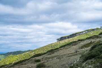 Pine treeline along Montejunto hillside