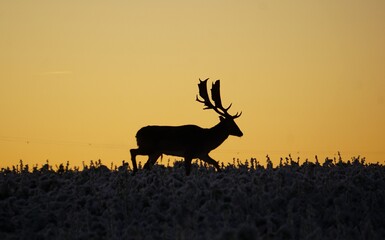A deer with large antlers runs across a meadow at sunrise