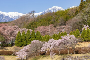 長野県上伊那郡飯島町で見る中央アルプスと桜（仙涯嶺・越百山） © photop5