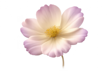 Elegant pink flower on transparent background, floral design element.