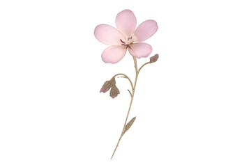 Fototapeta premium Pale Pink Flower on a transparent background, botanical illustration