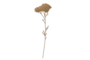 Isolated brown flower illustration on a transparent background design.