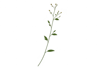 Delicate botanical illustration on transparent background design art.